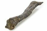 Fossil Ornithopod Dinosaur (Dryosaurus) Tibia - Wyoming #342149-2